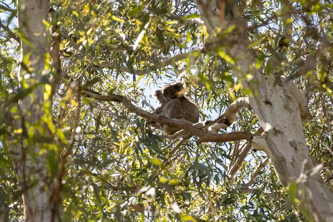 429 Ackland Hill Road, Coromandel East For Sale by Booth Real Estate - image 1